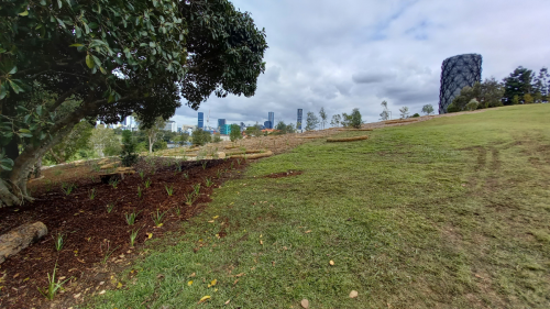 New plantings on damaged land