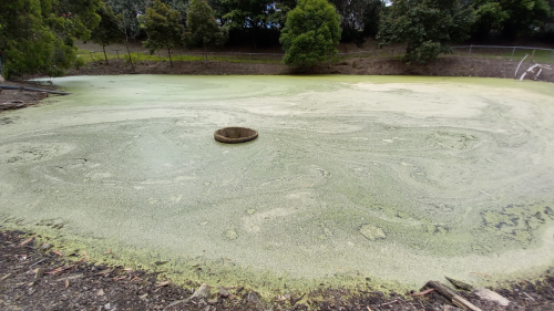 Pond with duckweed bloom