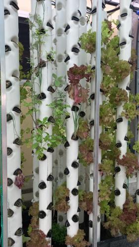 Herbs and vegetables growing in Barrambin Farm