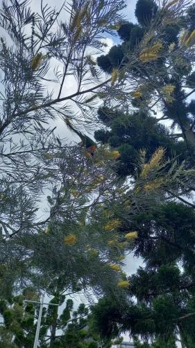 Rainbow lorikeet