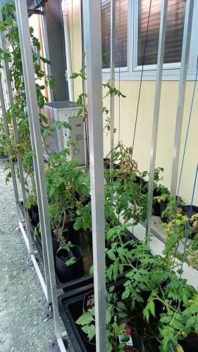 Tomato plants