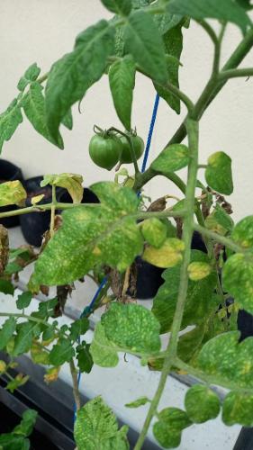 Tomatoes going into fruit as the weather warms up