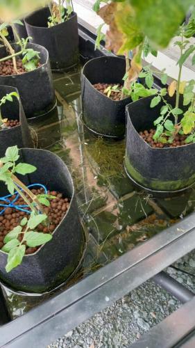 Water collects at the base of the pots