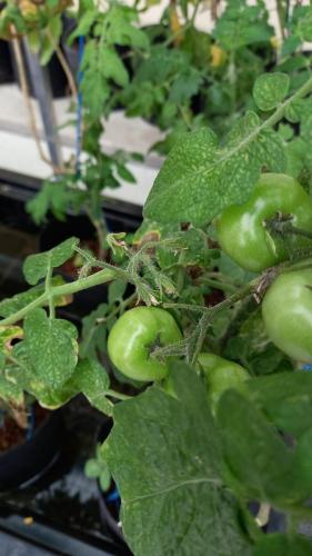 Tomatoes going into fruit as the weather warms up