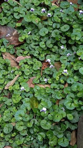 Australian violets in Jagum Barrambin 