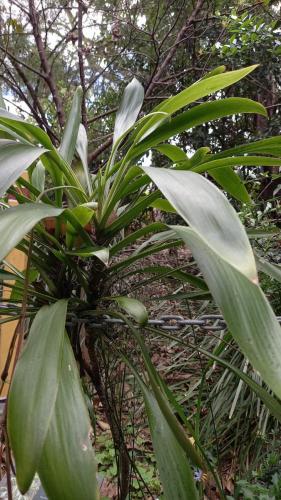 Cordyline in Jagum Barrambin